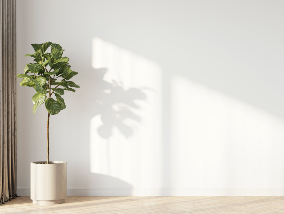plant in the room